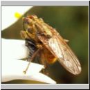 Scatophaga sp - Dungfliege 03a.jpg